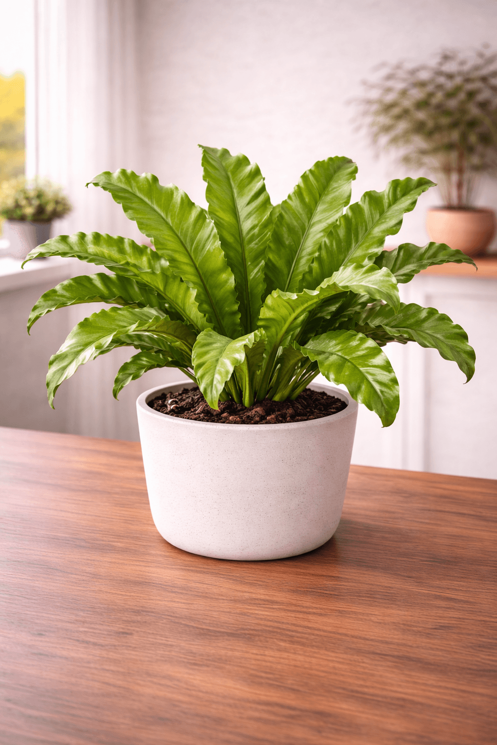Bird's Nest Fern (Asplenium nidus) plant care guide