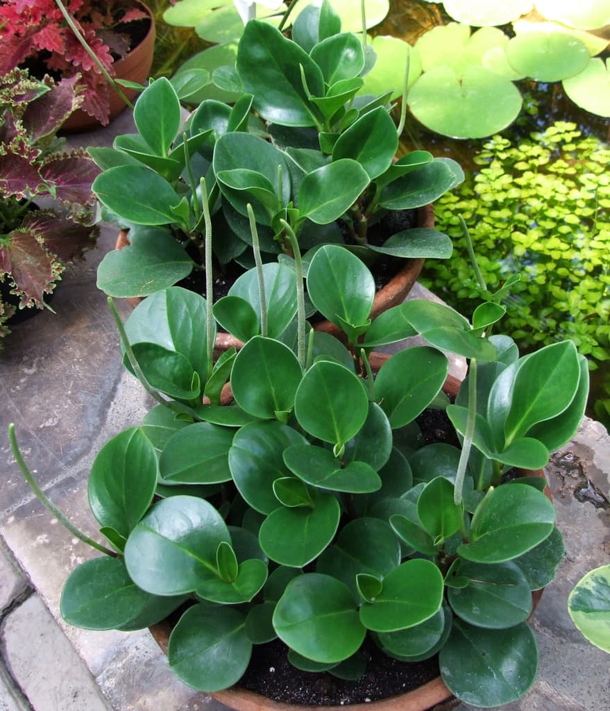 Peperomia obtusifolia with rounded green leaves