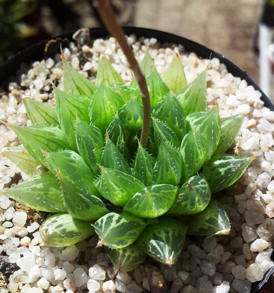 Haworthia cooperi rosette, one Haworthia example