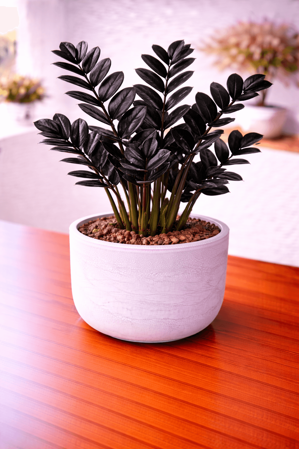 Raven ZZ plant with dark purple-black foliage