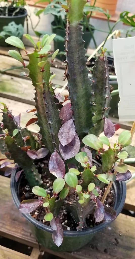 Photographed Euphorbia trigona with three-angled stems, spines and small leaves