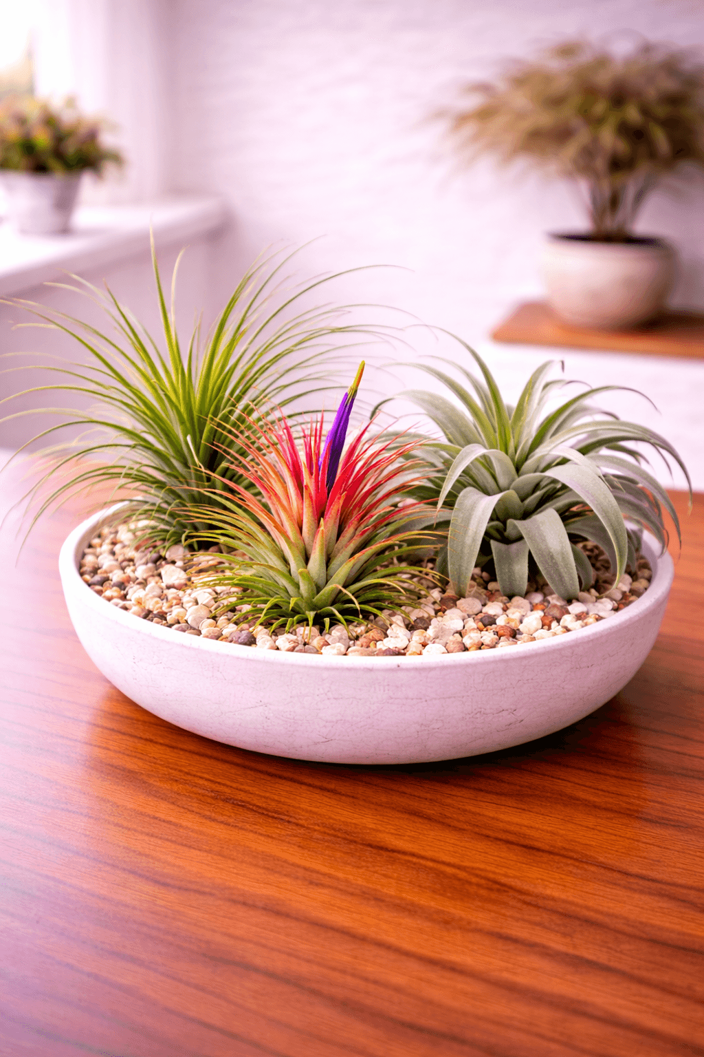 Air Plants (Tillandsia) plant care guide