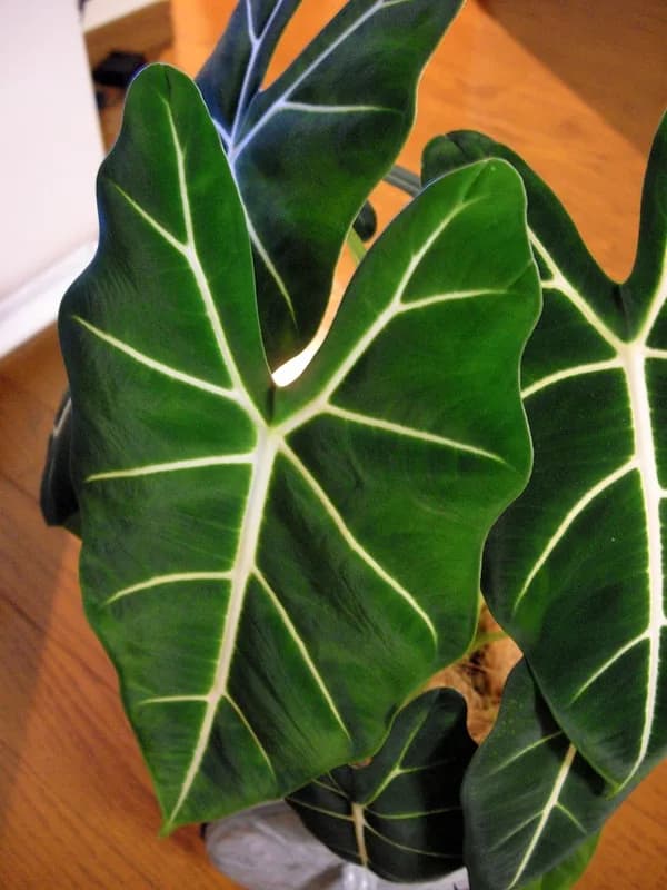 Dark green Alocasia Green Velvet leaves with pale veins