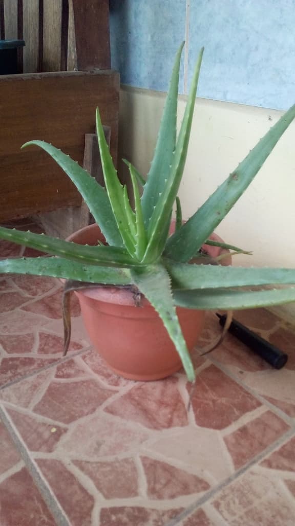 Potted Aloe vera with thick grey-green pointed leaves