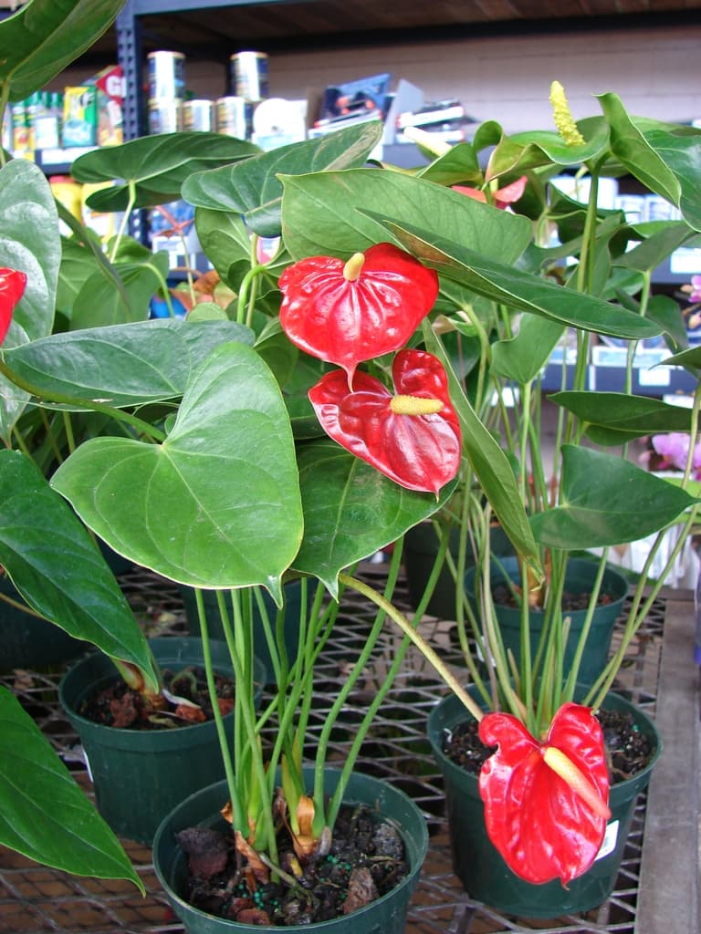 Anthurium andraeanum with glossy leaves and red spathes