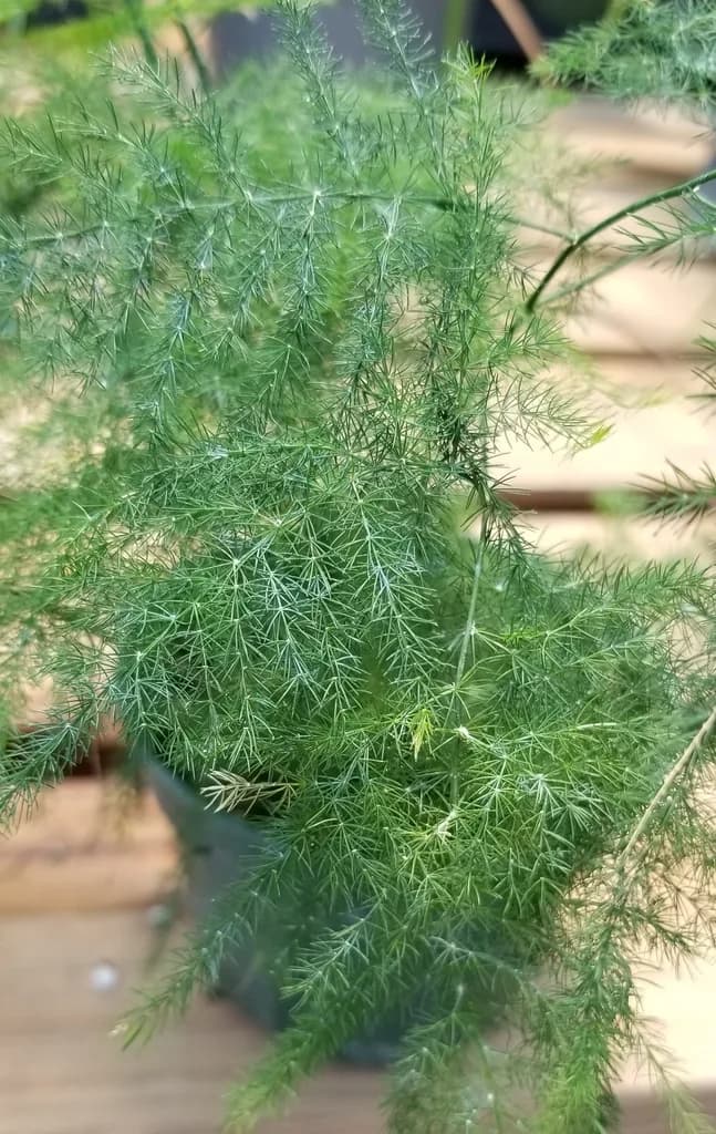 Photographed Asparagus setaceus with fine, feathery green sprays in a pot