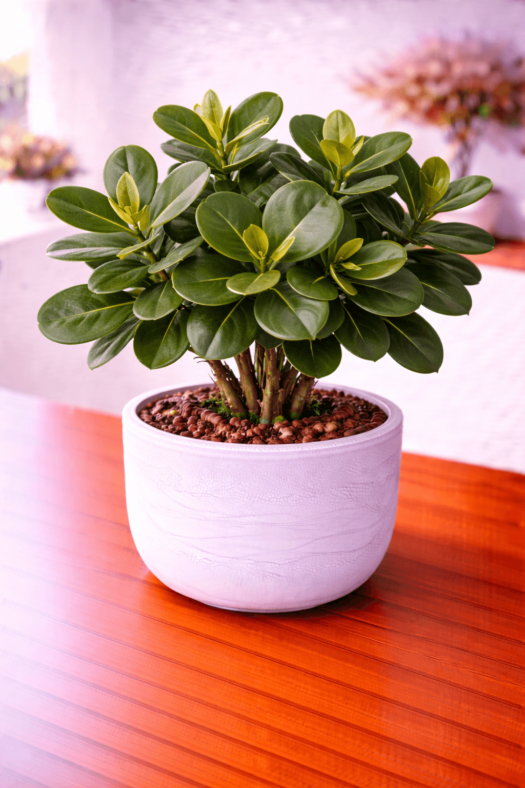 Autograph Tree (Clusia rosea) plant care guide