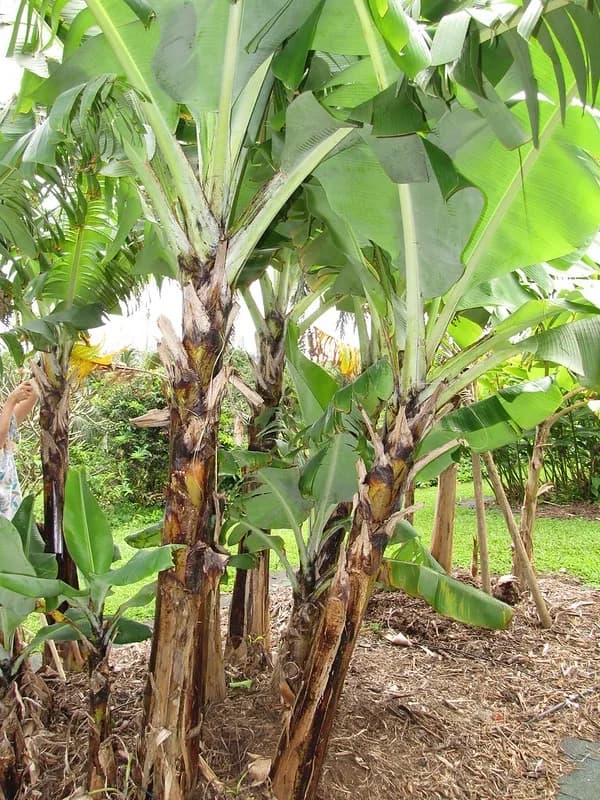 A mature Musa acuminata 'Grand Naine' growing outdoors