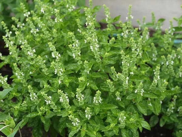 Flowering sweet basil, Ocimum basilicum, growing outdoors