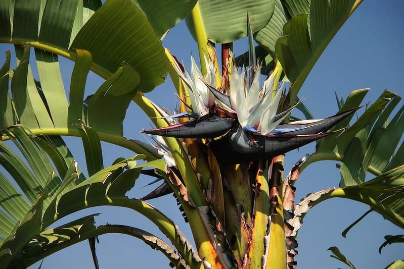 Mature white bird of paradise outdoors with broad leaves and white and blue flowers