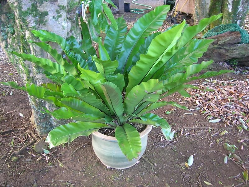 Potted bird's nest fern with a rosette of broad, rippled green fronds