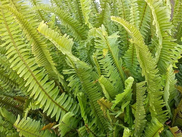 Close view of layered green Boston fern fronds