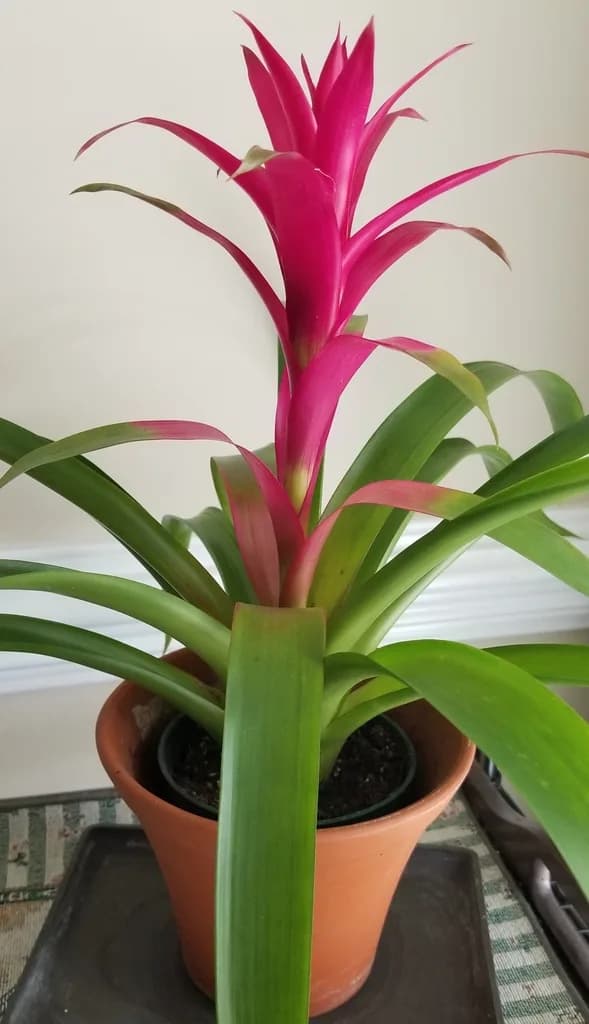 Potted Guzmania with a pink central bract