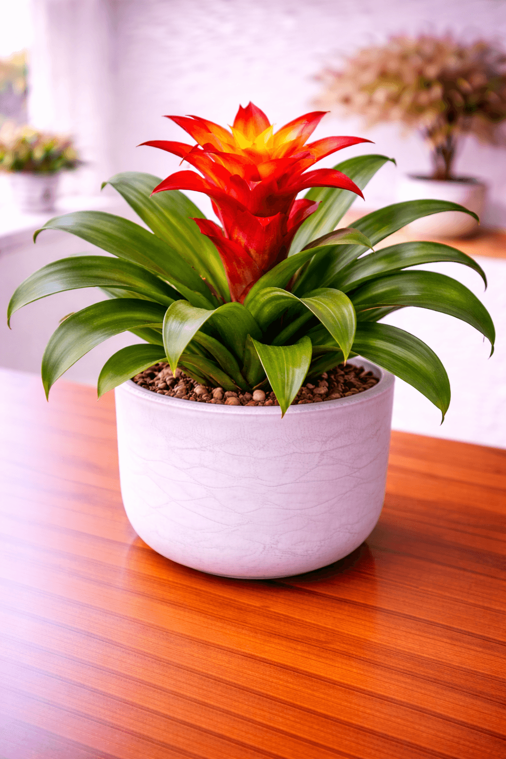 Bromeliad (Guzmania / Vriesea) plant care guide