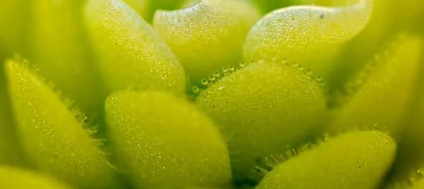 Close view of sticky leaves on Pinguicula esseriana