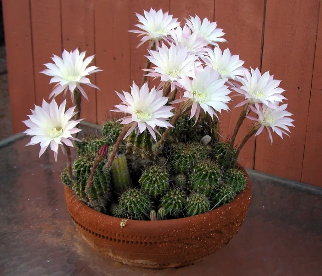Flowering potted Echinopsis oxygona cactus