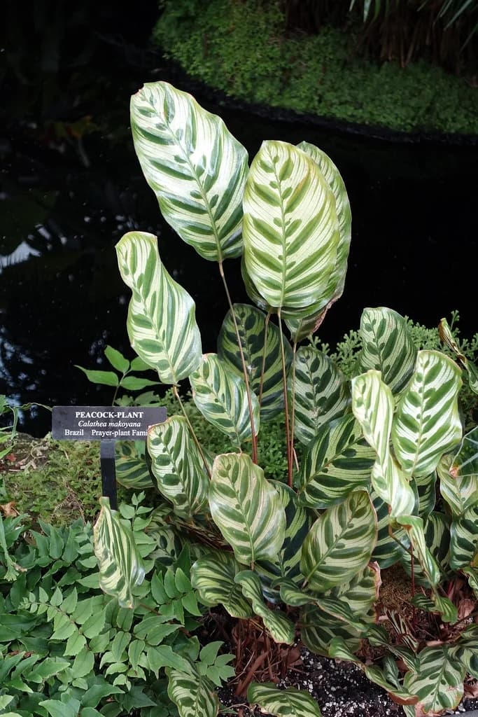 Goeppertia makoyana with pale green leaves and dark oval markings