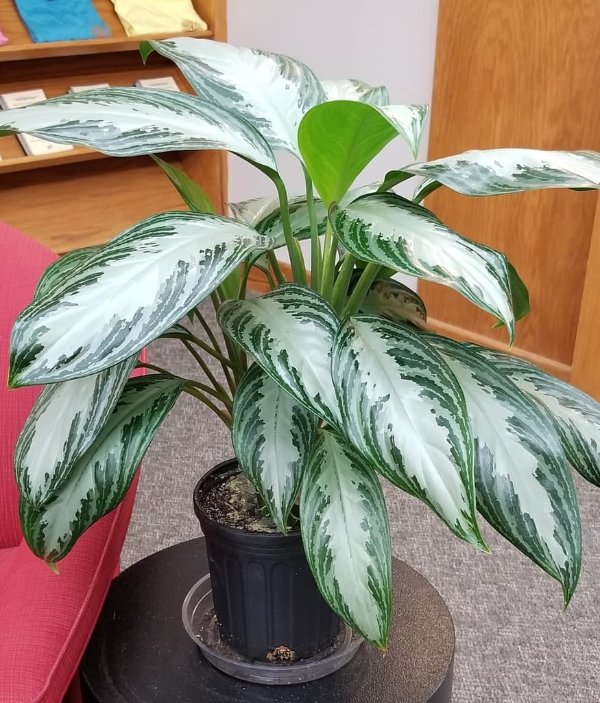 Aglaonema silver-green cultivar with broad variegated leaves