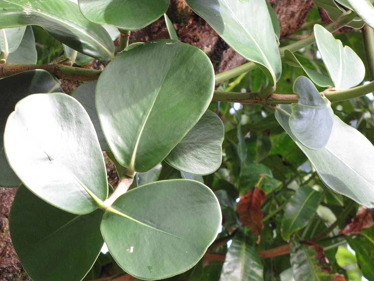 Clusia rosea leaves on an outdoor tree