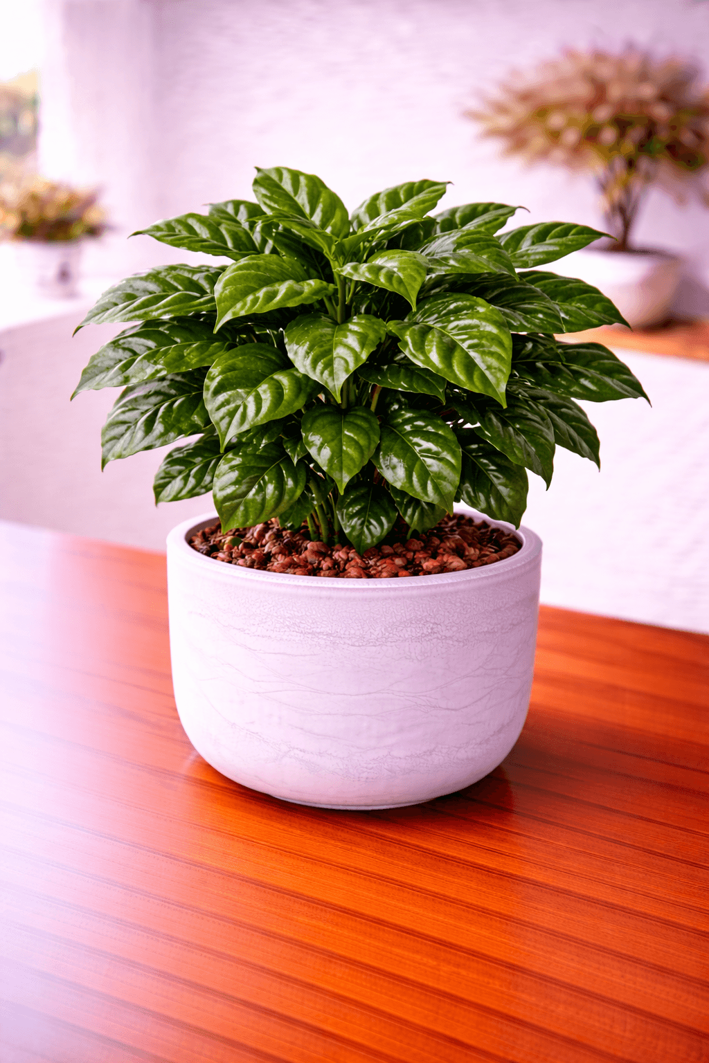 Coffee Plant (Coffea arabica) plant care guide