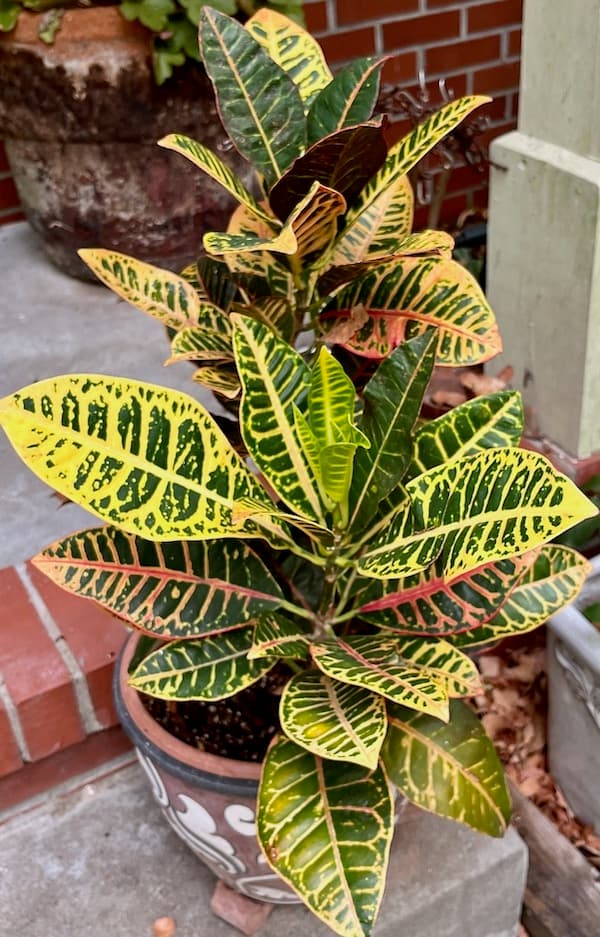 Potted croton with yellow, green and coral variegated leaves