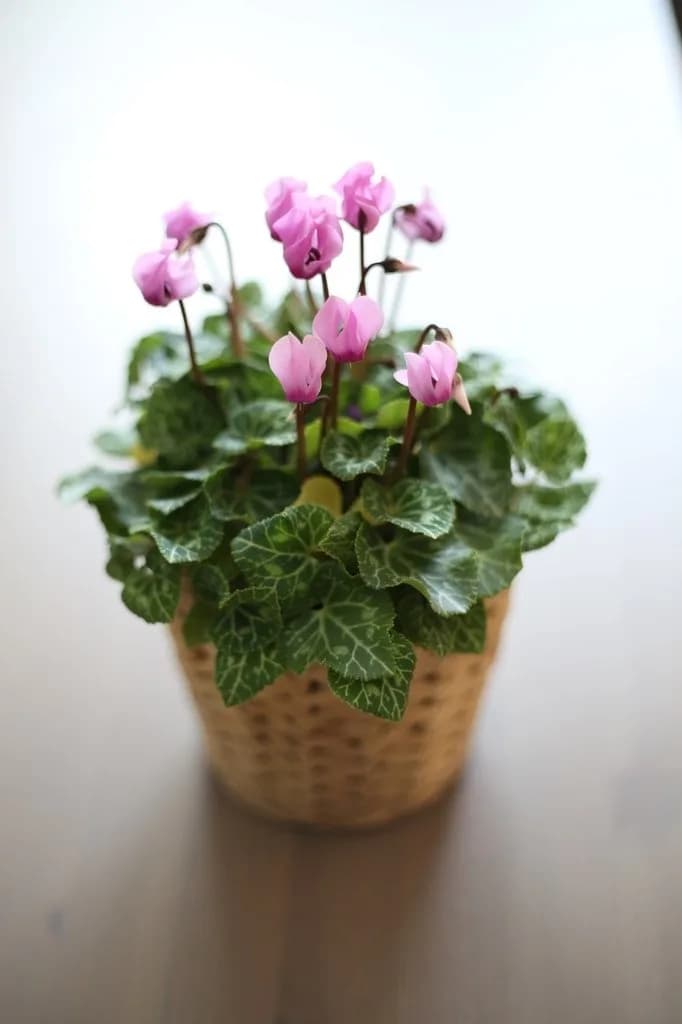 Potted pink Cyclamen persicum in flower