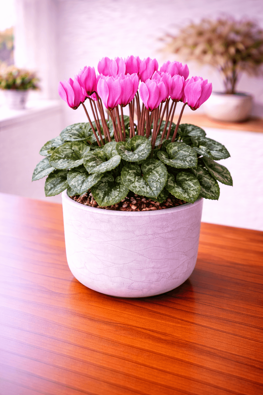 Cyclamen (Cyclamen persicum) plant care guide