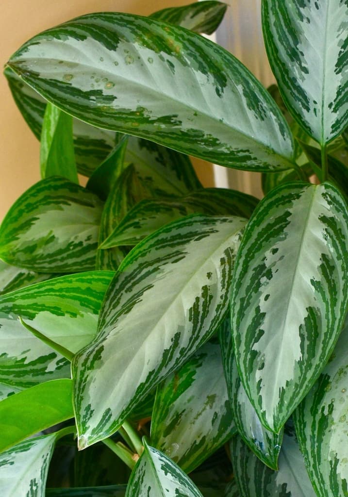 Close view of Dieffenbachia seguine leaves with white and green variegation