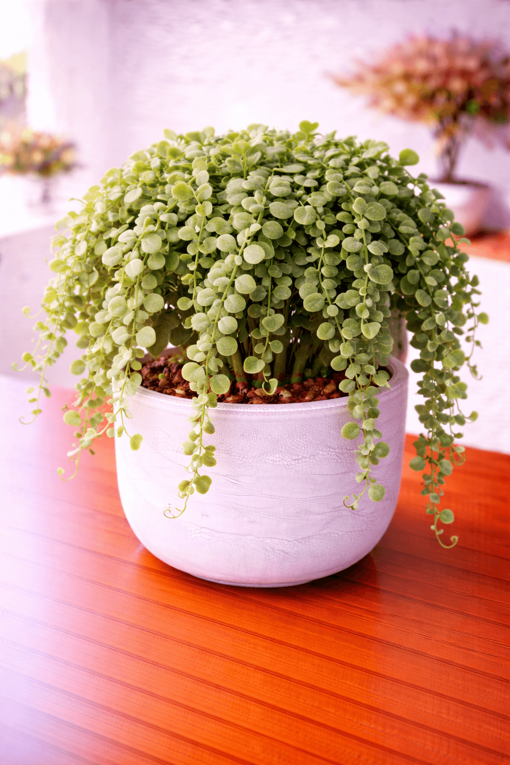 Dischidia (Dischidia) plant care guide
