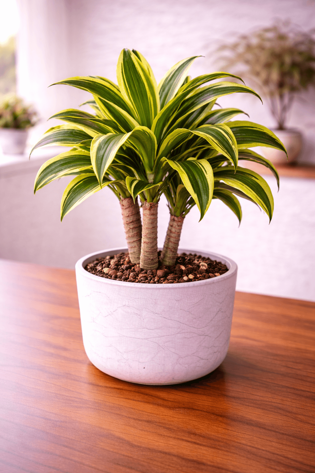 Dracaena (Dracaena) plant care guide