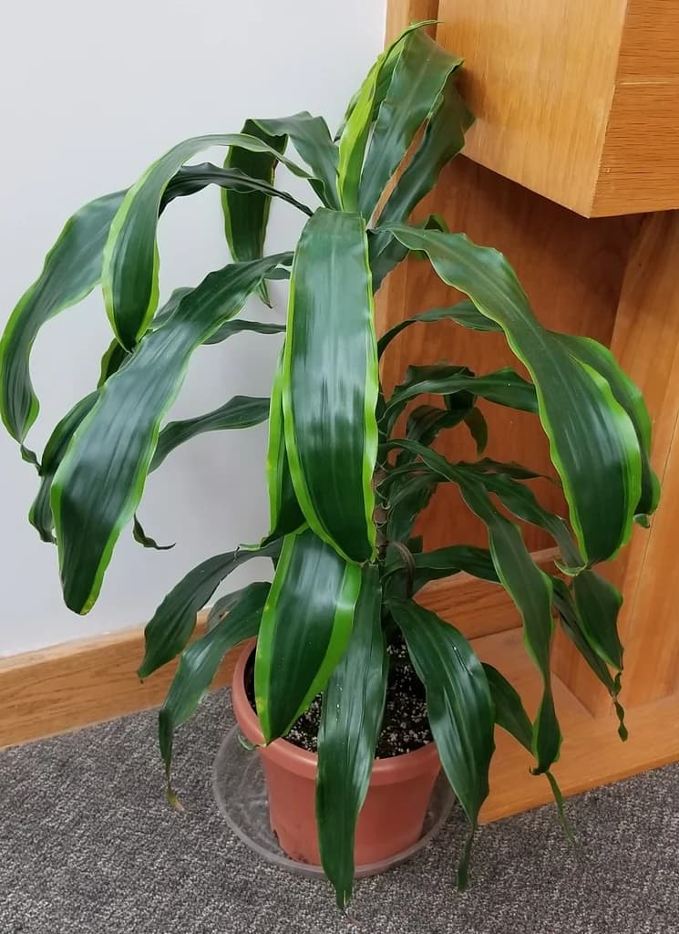 Dracaena fragrans with broad green leaves and lighter central stripes in a pot