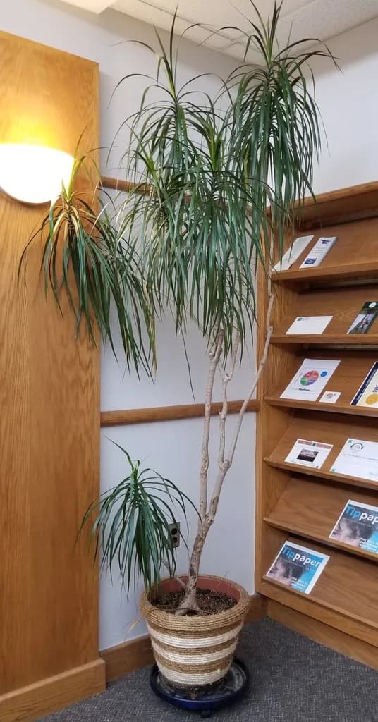 Tall potted Dracaena reflexa var. angustifolia indoors