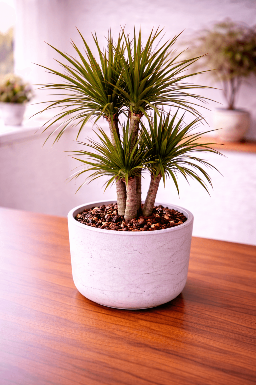 Dragon Tree (Dracaena marginata) plant care guide