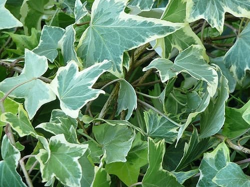 Green and cream variegated English ivy leaves