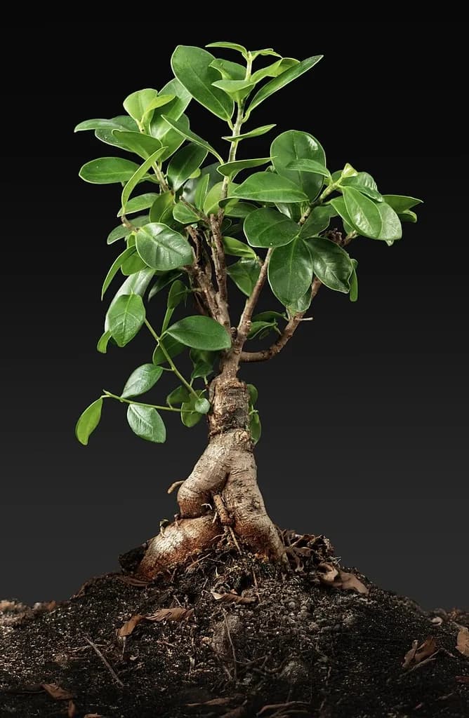 Bonsai-form Ficus microcarpa Ginseng with swollen exposed roots
