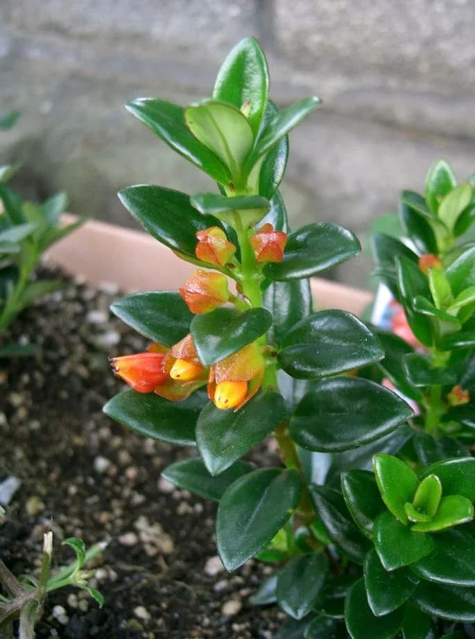 Nematanthus gregarius with glossy leaves and orange pouch-like flowers