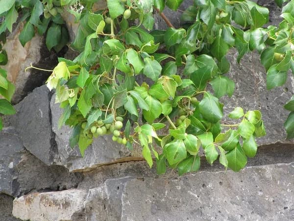 Cissus grape ivy leaves and tendrils outdoors