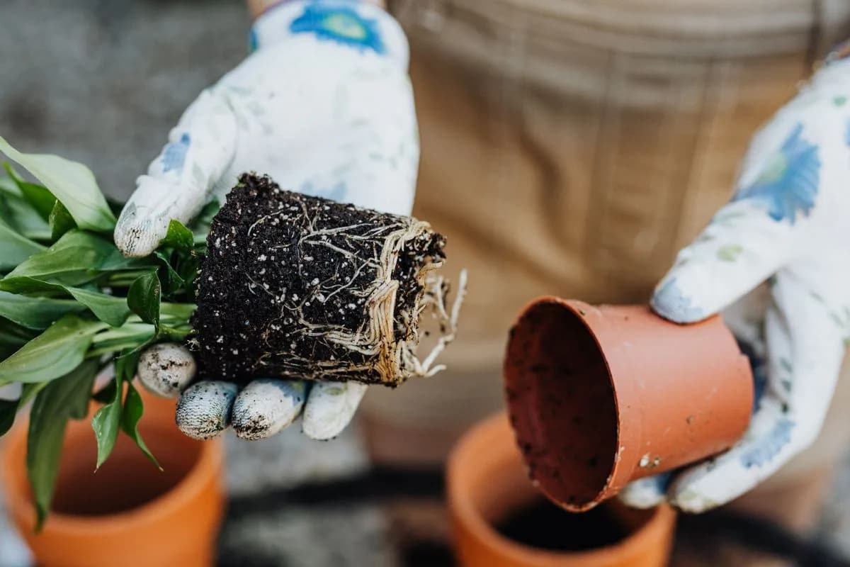 Gloved hands holding a houseplant root ball beside an empty pot