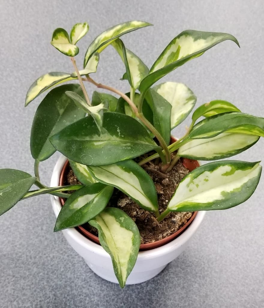 Variegated Hoya carnosa with green and cream waxy leaves