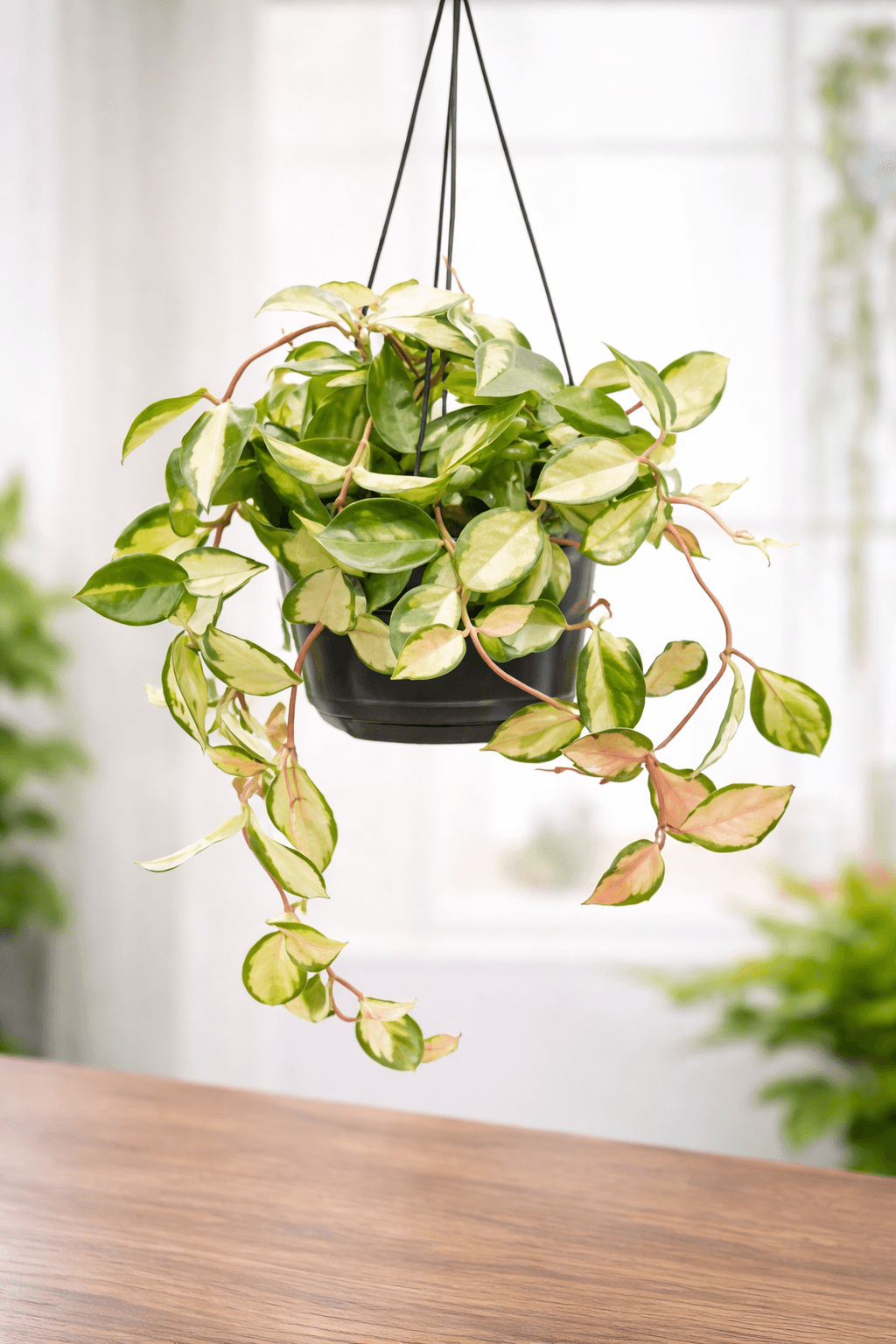 Hoya (Hoya) plant care guide