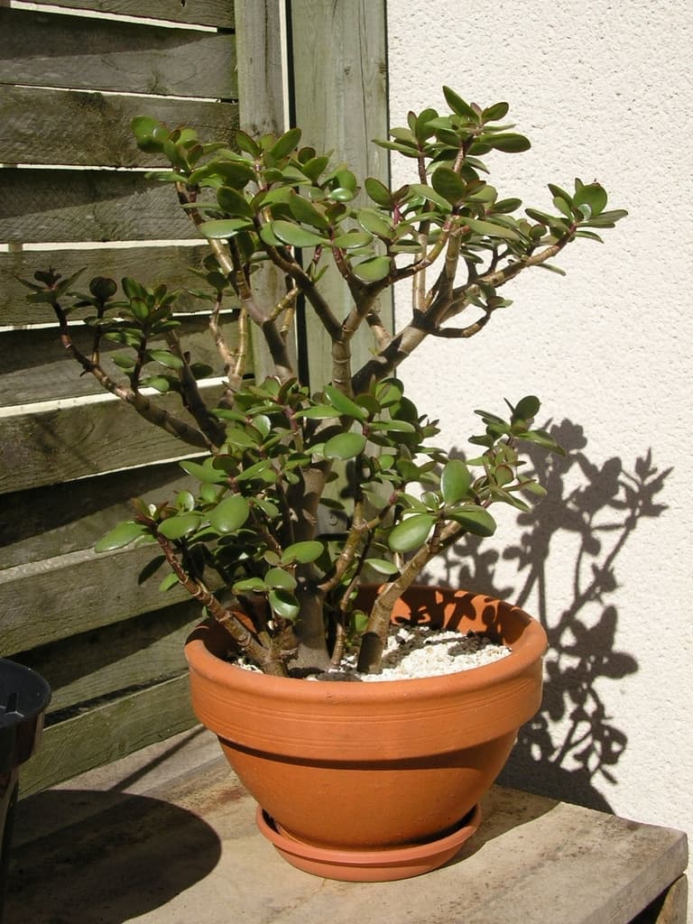 Mature potted Crassula ovata with branching stems and oval succulent leaves