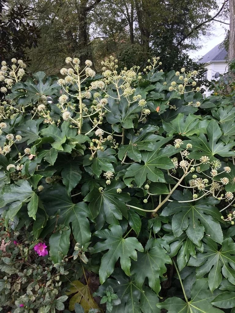 A mature Fatsia japonica shrub with broad lobed leaves outdoors