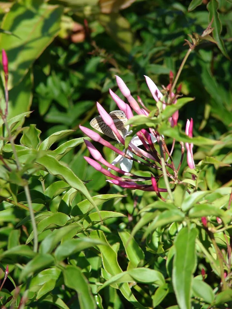 Pink buds and opening flowers on outdoor Jasminum polyanthum