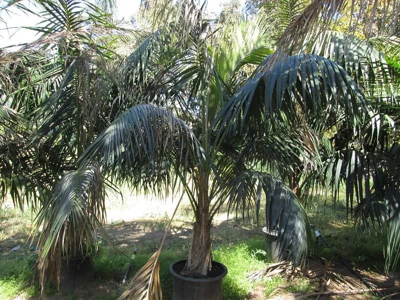Potted Howea forsteriana palms in outdoor nursery stock