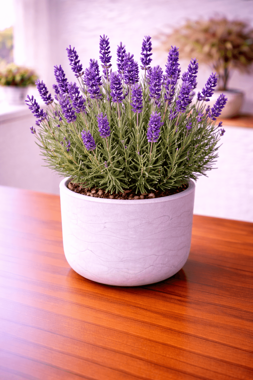 Lavender (Lavandula) plant care guide