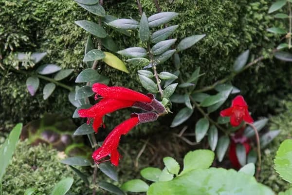 Aeschynanthus radicans vine with red tubular flowers