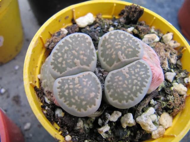 A potted cluster of Lithops living stones