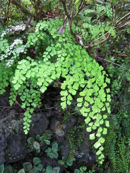 Adiantum raddianum fern growing outdoors in shade