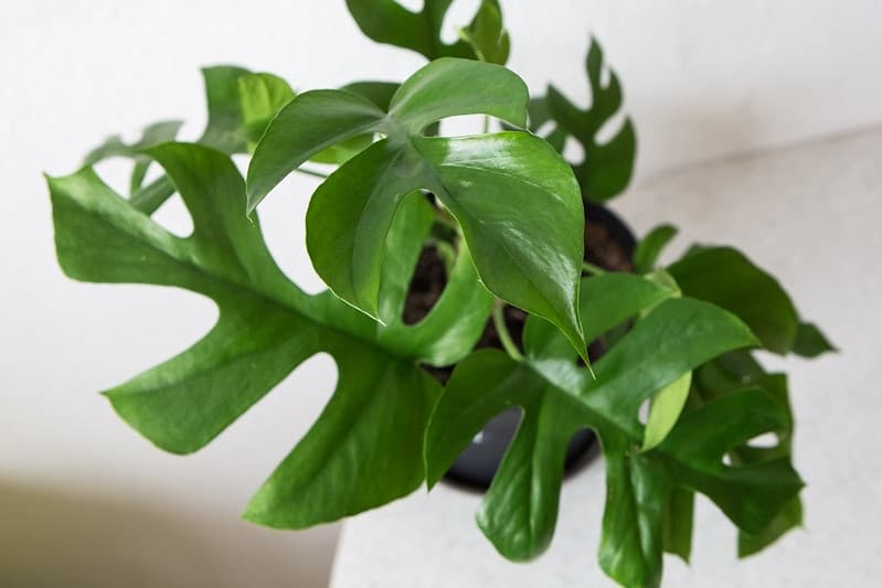Close-up of green Rhaphidophora tetrasperma leaves with natural splits