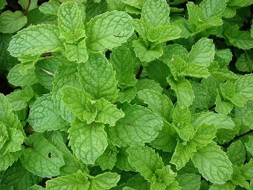 Spearmint Mentha spicata leaves growing outdoors